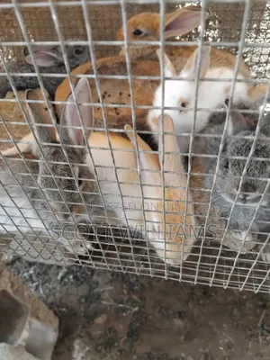Mix Breed Rabbits of Different Ages