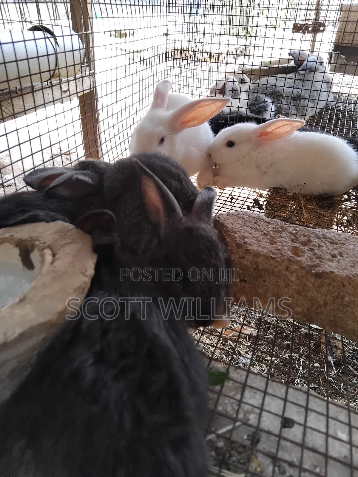 Mix Bread Weaners