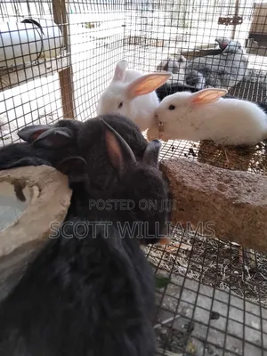Mix Bread Weaners