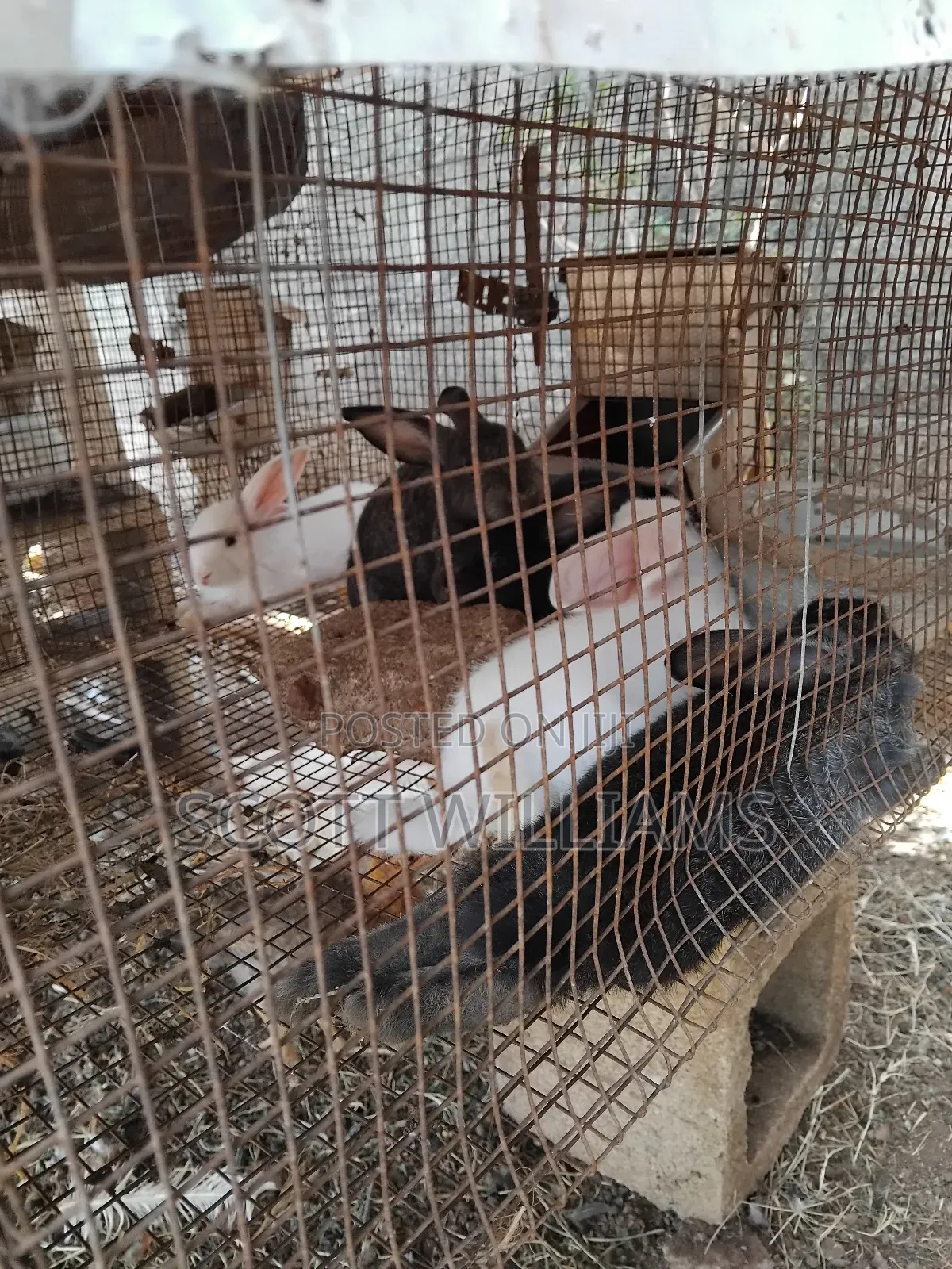 Mix Bread Weaners