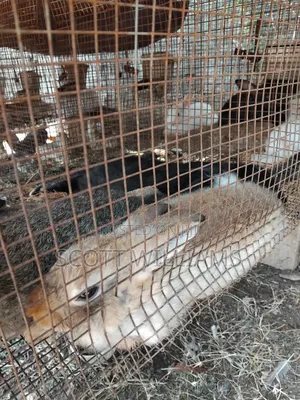 Mix Bread Weaners