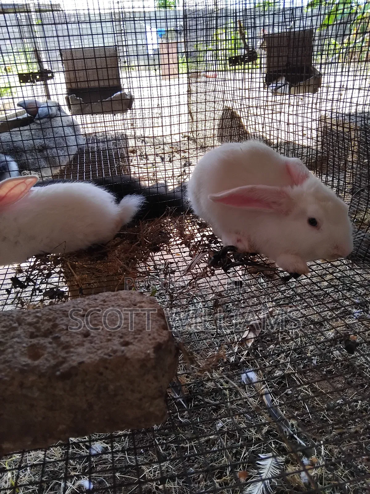 Mix Bread Weaners