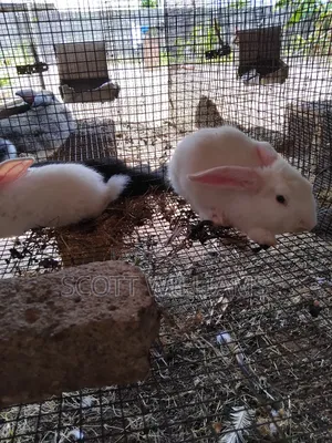 Mix Bread Weaners