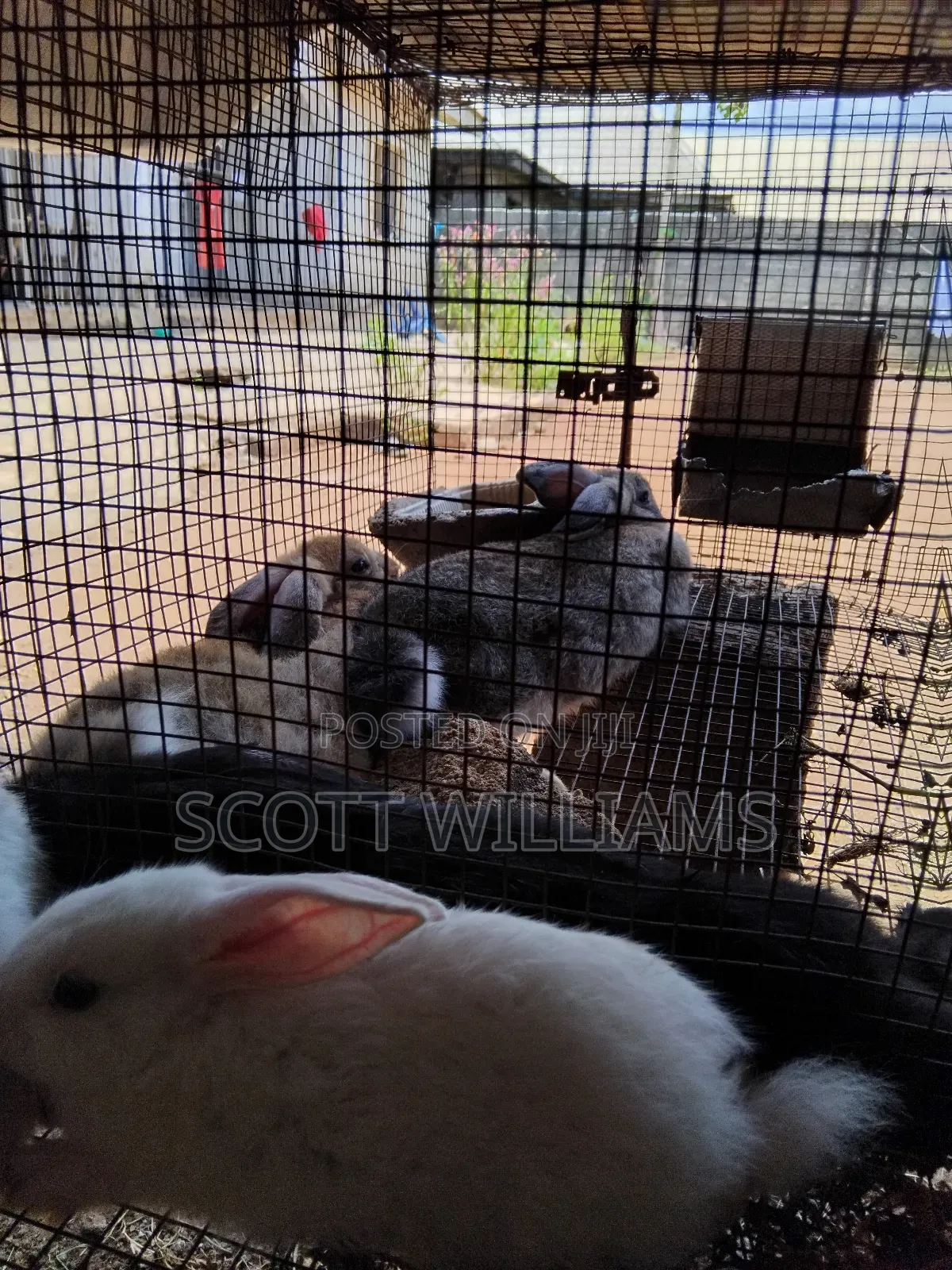 Mix Bread Weaners