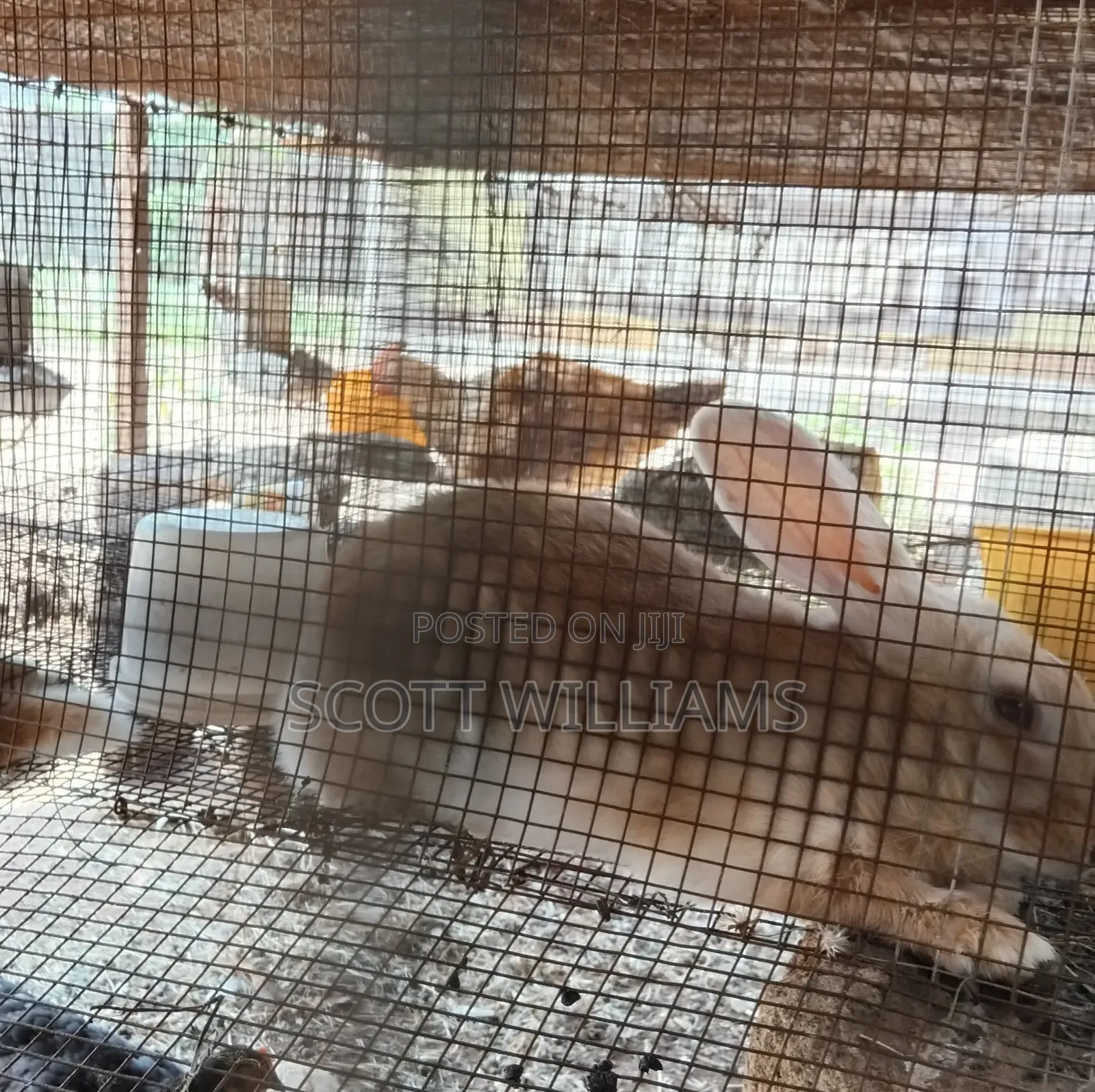 Mix Bread Weaners