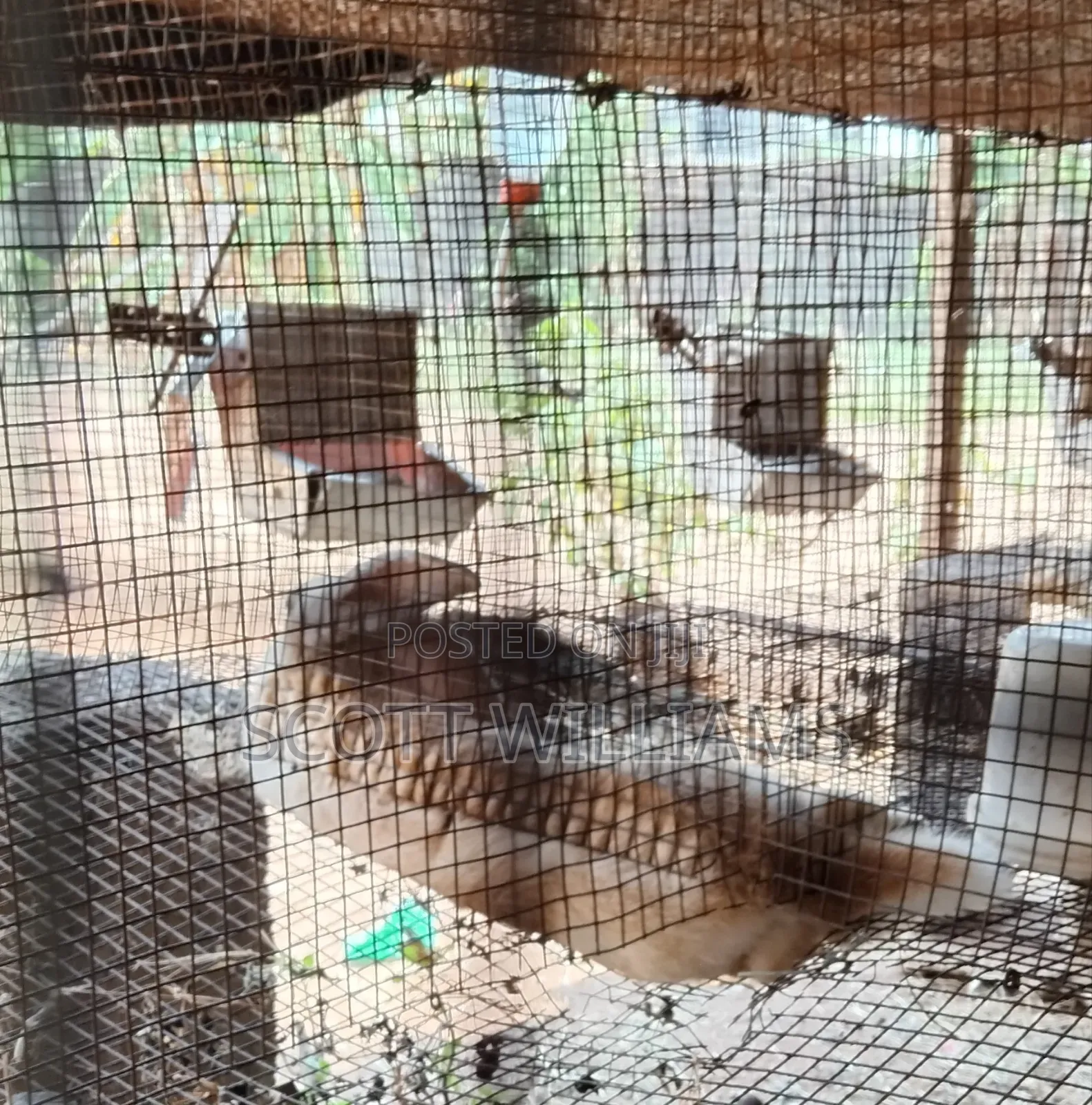 Mix Bread Weaners
