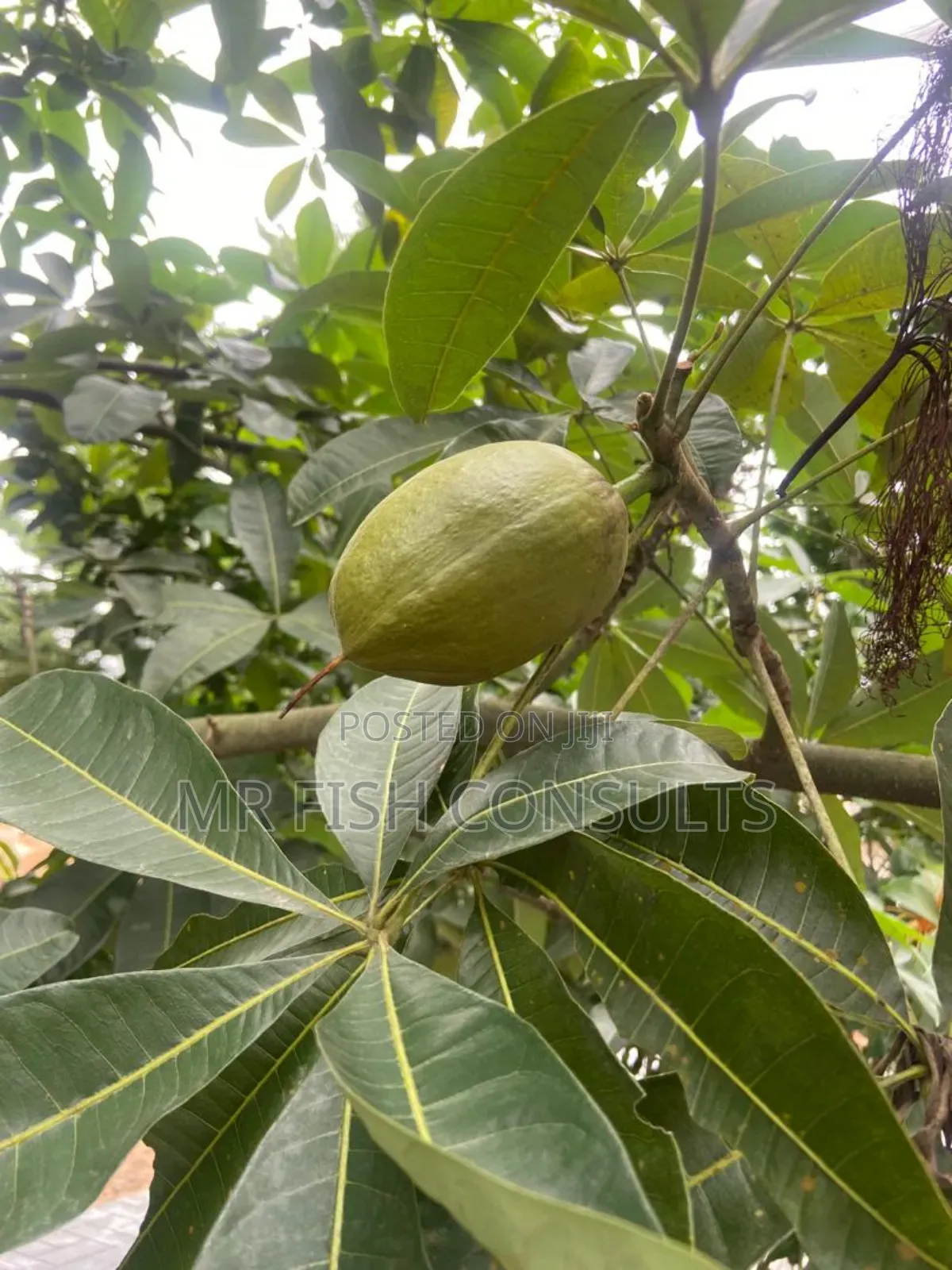 Almond Fruit .
