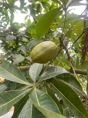 Almond Fruit .