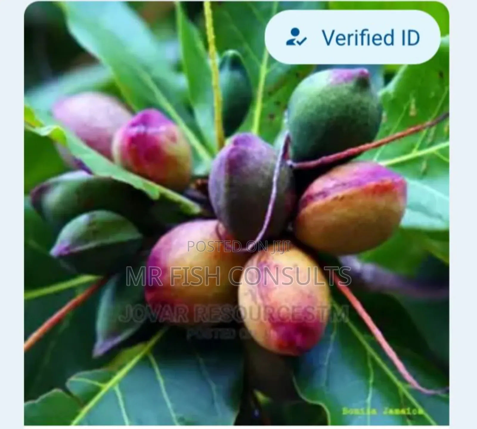Almond Fruit .
