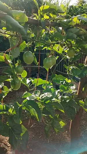 Passion Fruit Seedlings 