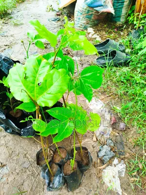 Passion Fruit Seedlings 