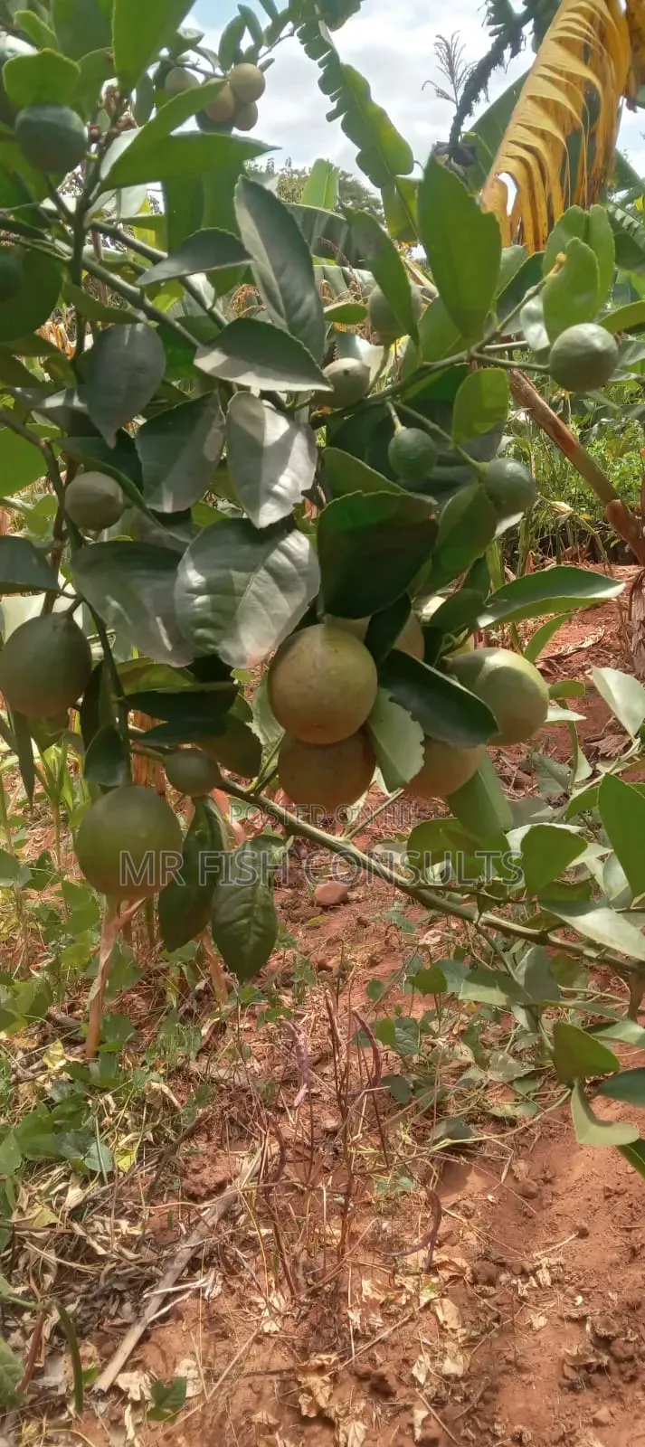 Passion Fruit Seedlings 