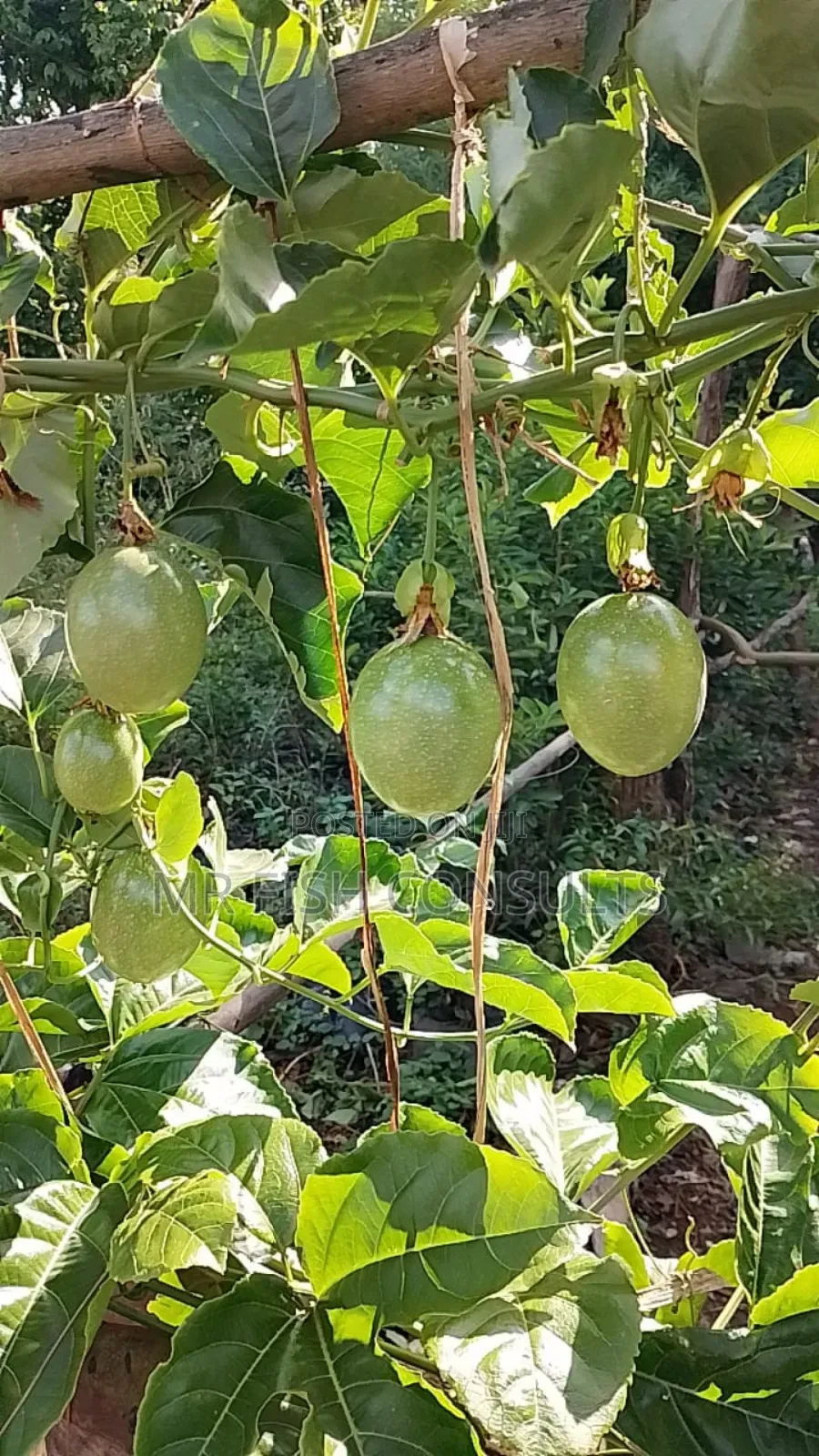 Passion Fruit Seedlings 