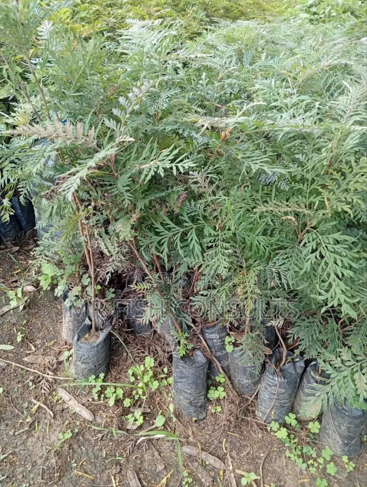Neem Herb Seedlings 