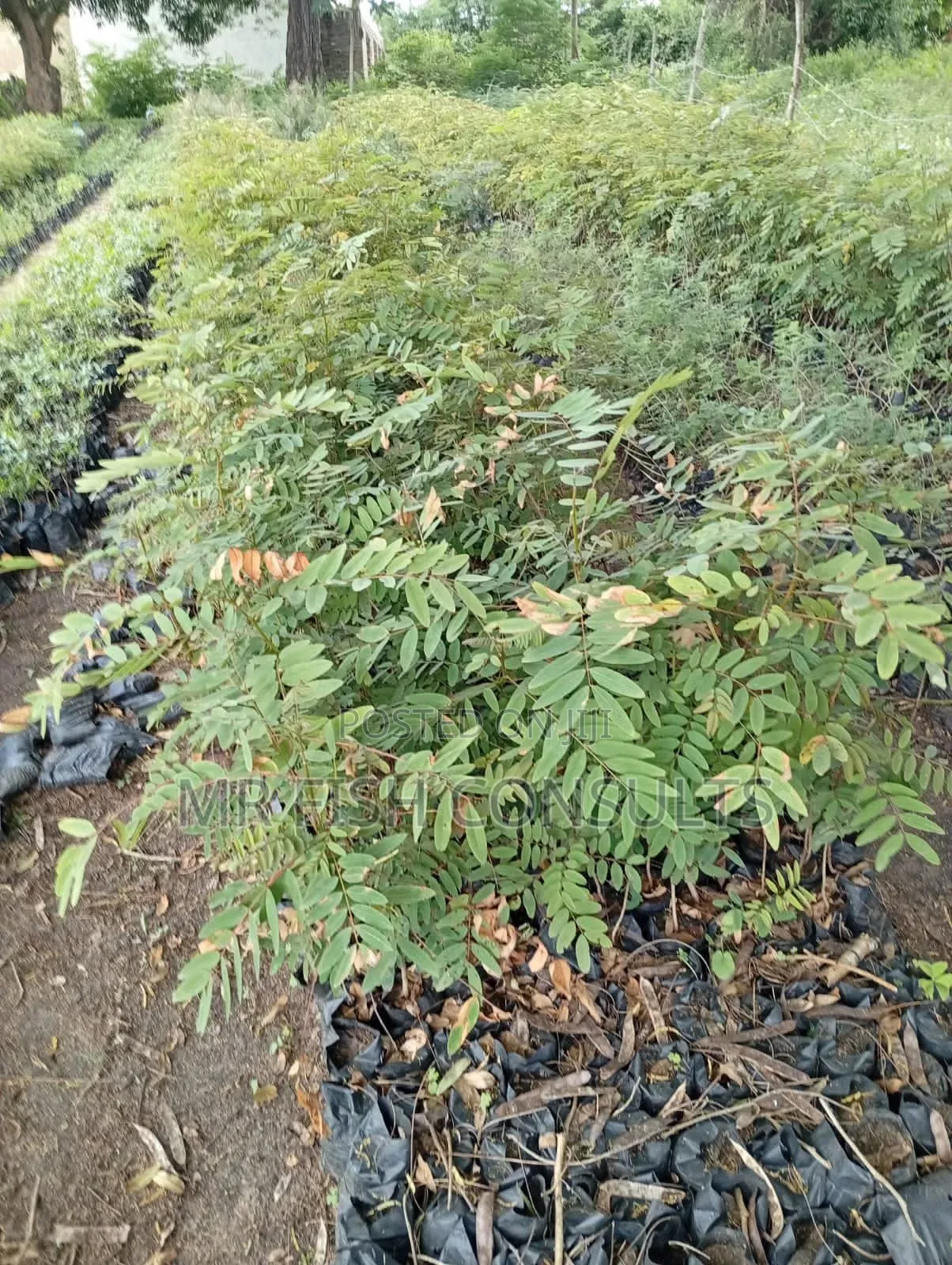 Neem Herb Seedlings 
