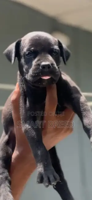1-3 months Female Purebred Boerboel