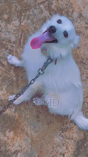 1+ year Female Purebred American Eskimo