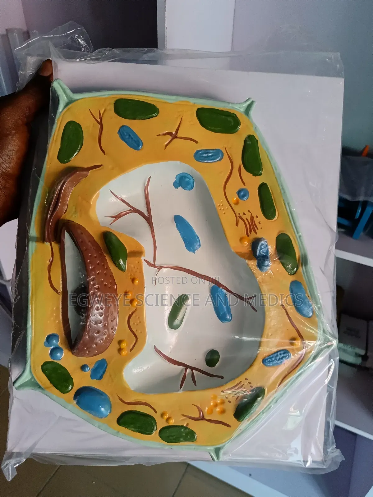 Plant Model (Cell)