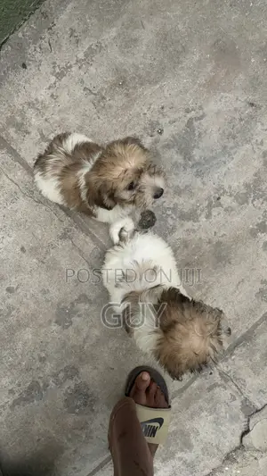 1-3 months Male Purebred Lhasa Apso