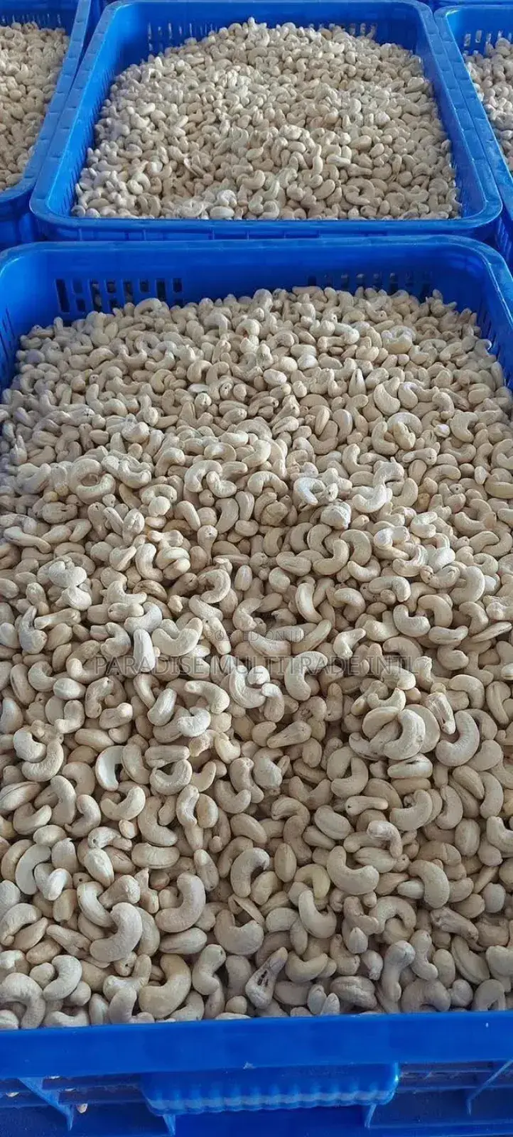 Cashew Nut Kernel W320