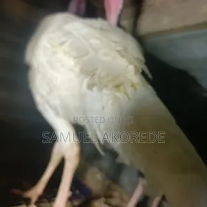 Fully Grown and Already Mating Native Turkey