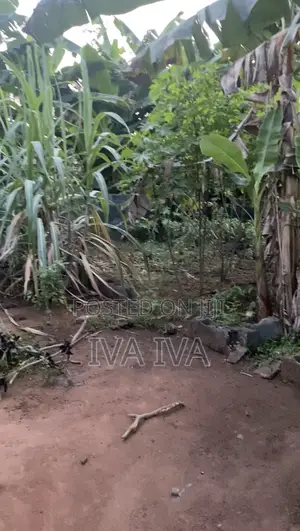 Half Plot of Land