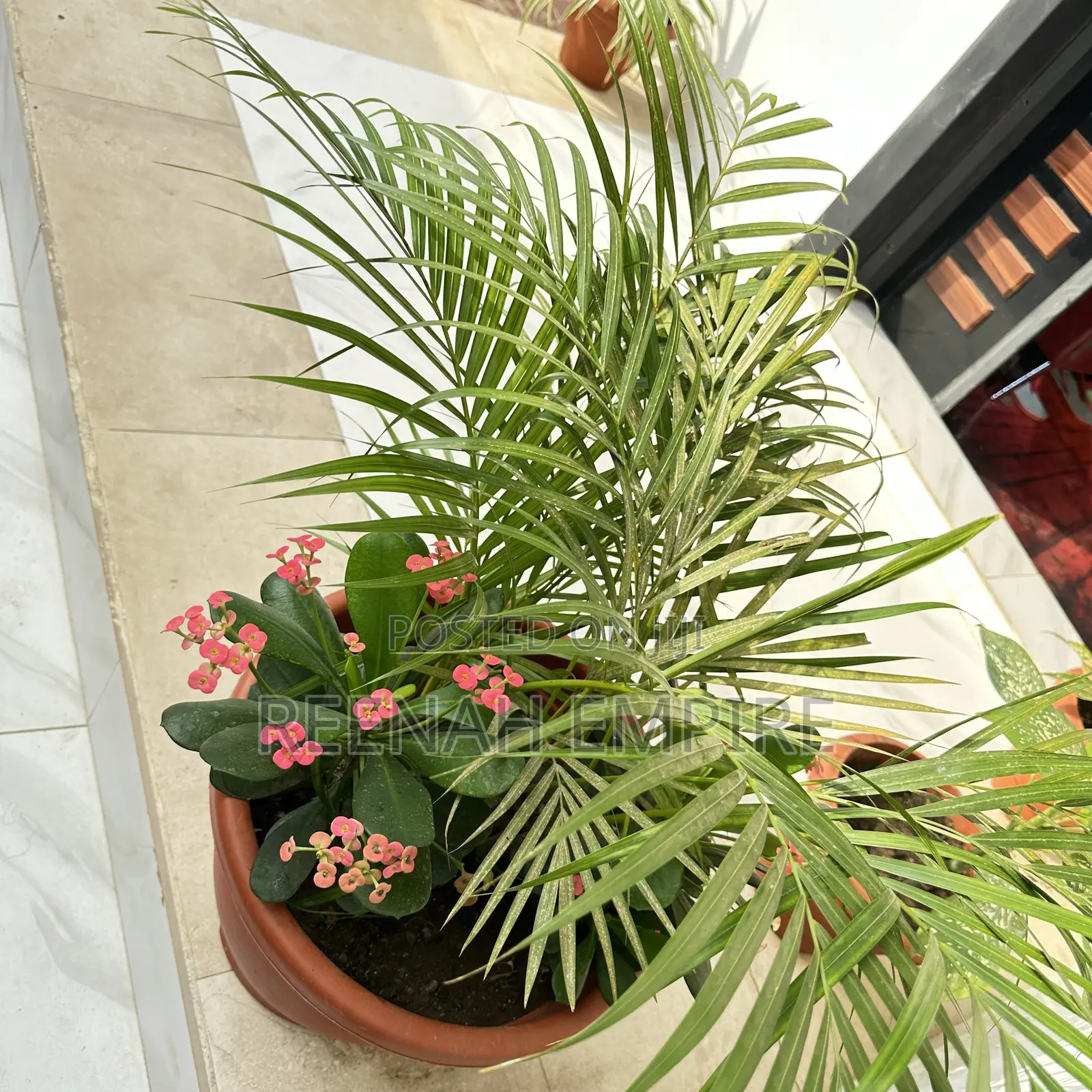 Golden Palm Plant