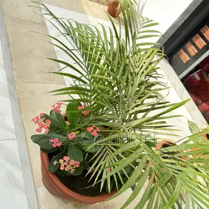 Golden Palm Plant