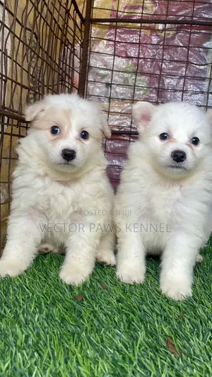 1-3 months Female Purebred American Eskimo