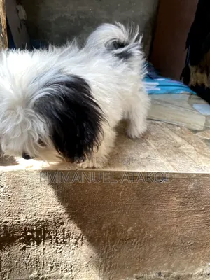 1-3 months Female Purebred Lhasa Apso