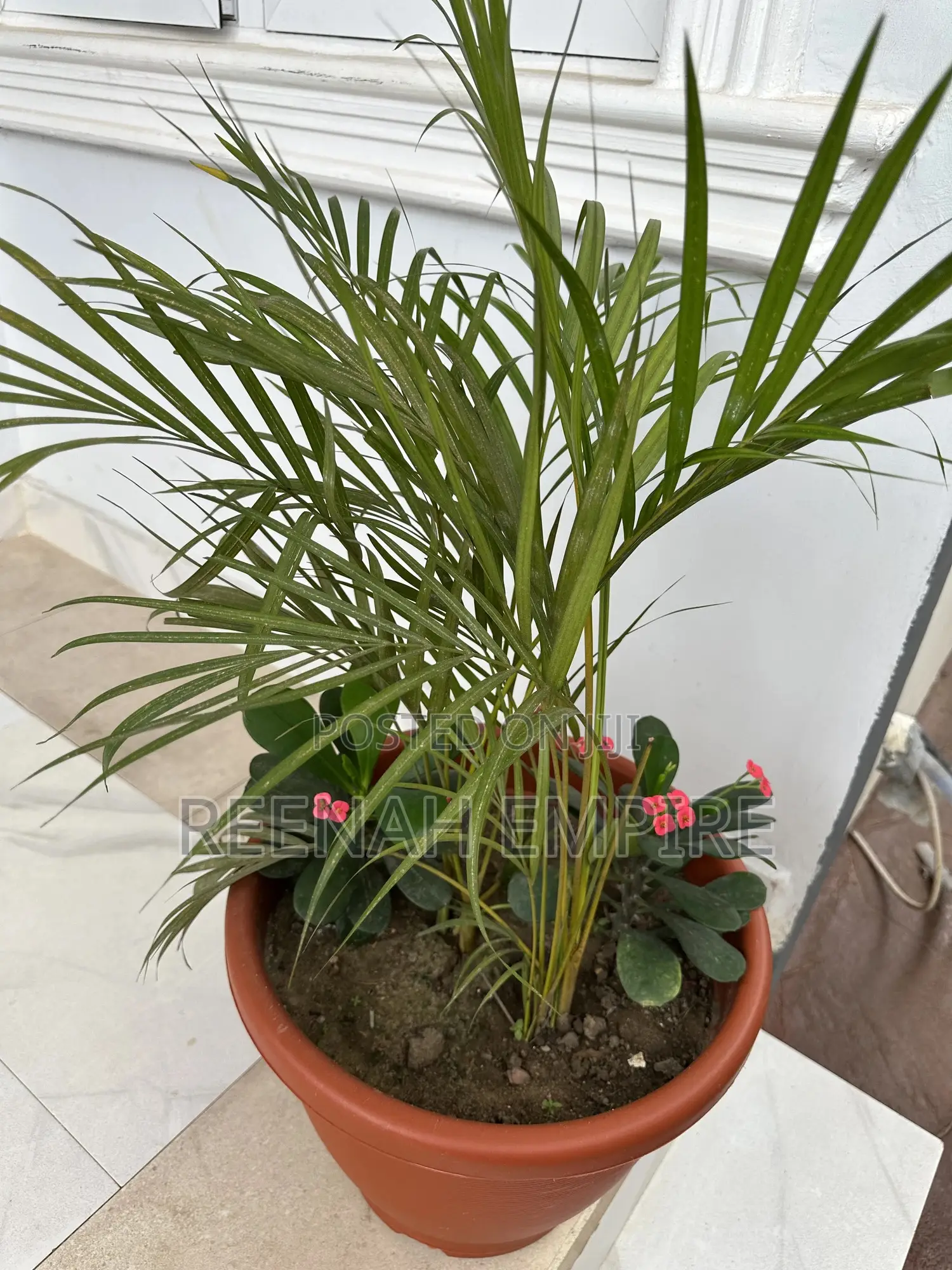 Golden Palm Plant