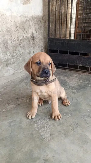 1-3 months Female Purebred Boerboel