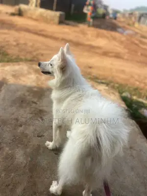 1+ year Male Purebred American Eskimo