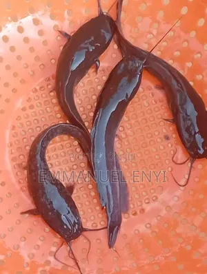 Juveniles For Sale