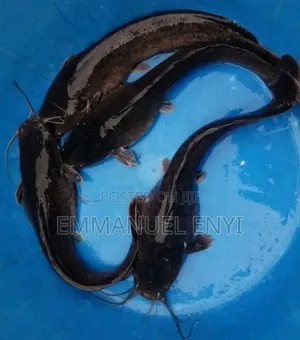 Juveniles for Sale