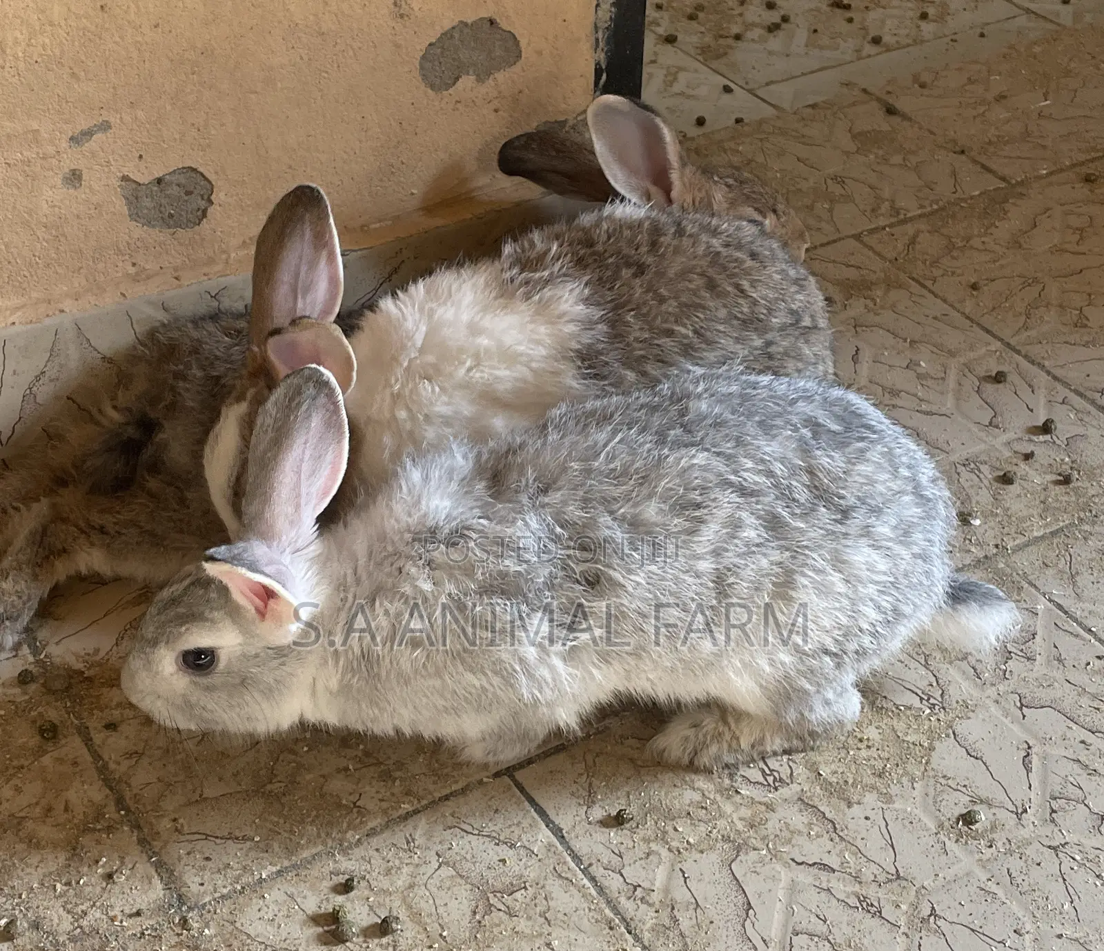 Buy Your Rabbits With Me