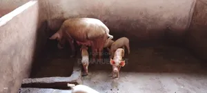 Pure Breed Pigs for Sale