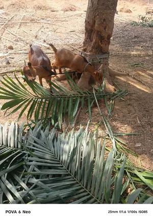 Different Sizes of Goats for Sale