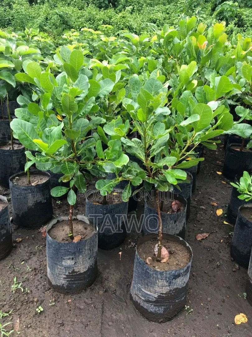Jumbo Cashew Seedlings