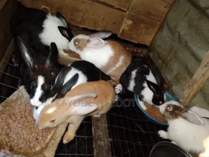 Rabbits and Pigs for Sale.