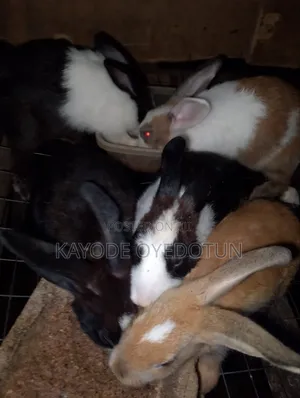 Rabbits and Pigs for Sale.