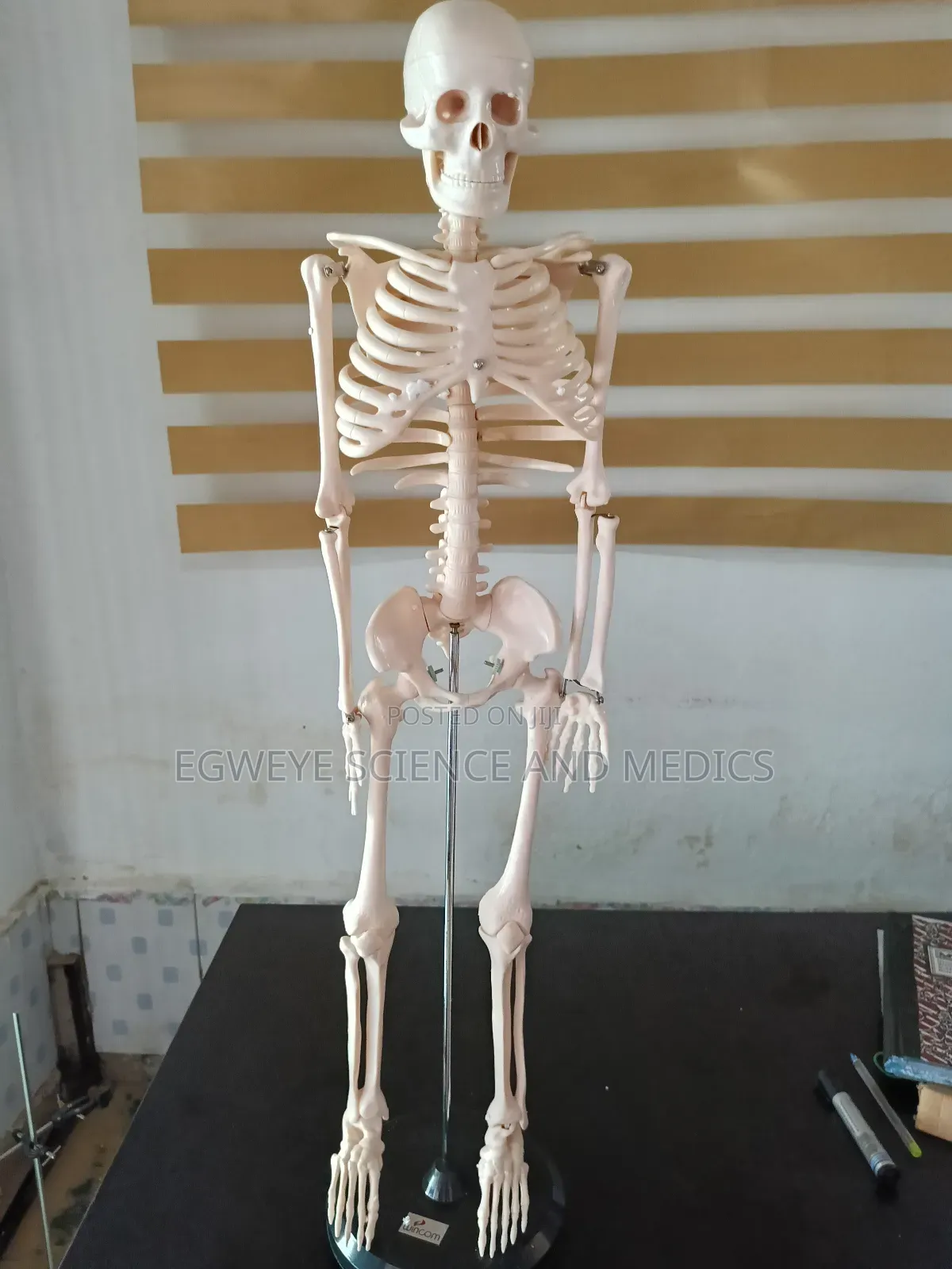 Human Skeleton (85cm)