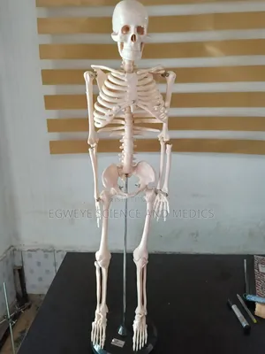 Human Skeleton (85cm)