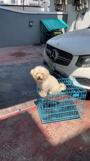3-6 months Male Mixed Breed Maltipoo