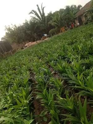 Fresh and Strong Palm Oil Seedlings for Farmers Order Now