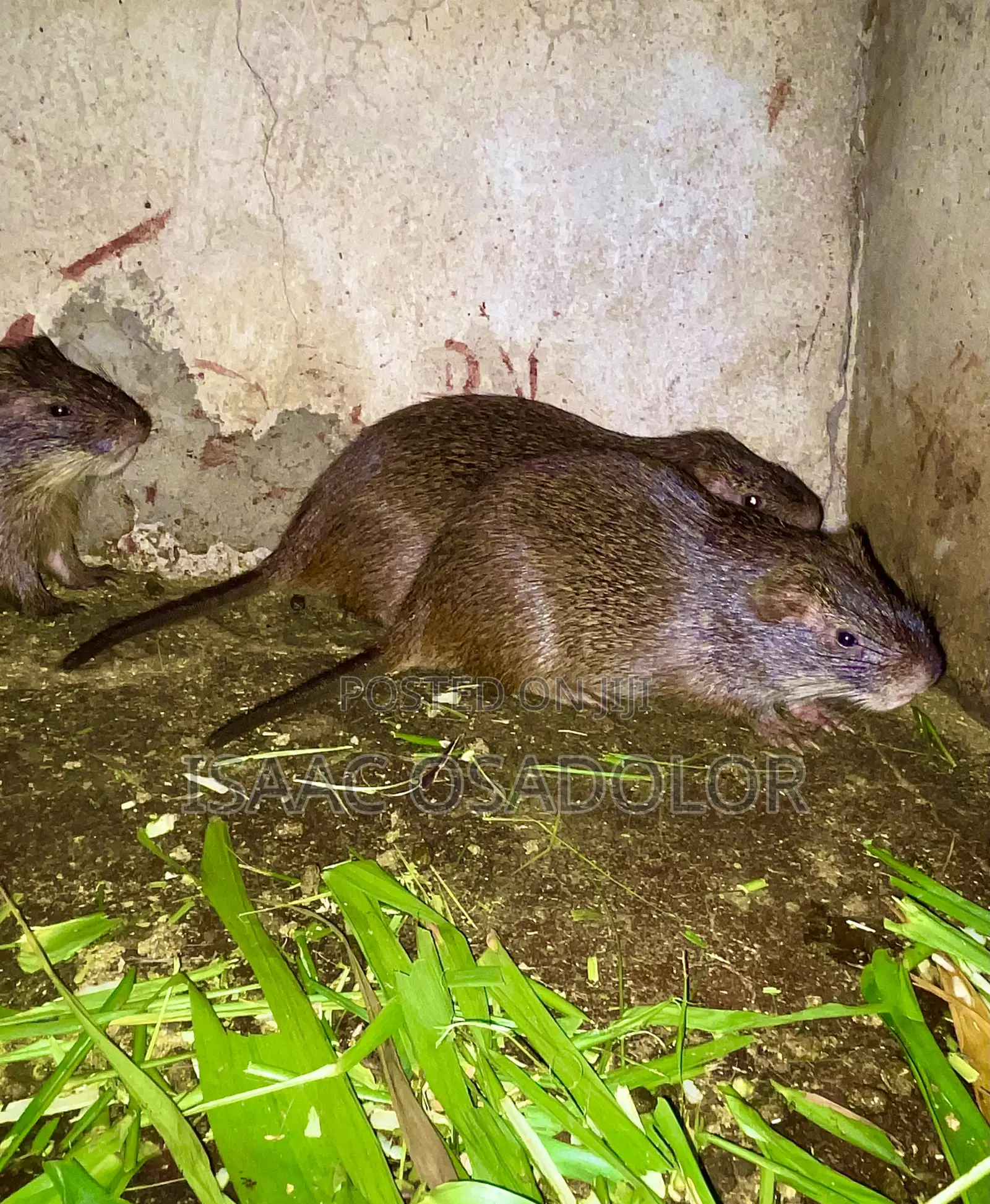 Grasscutter Colony .