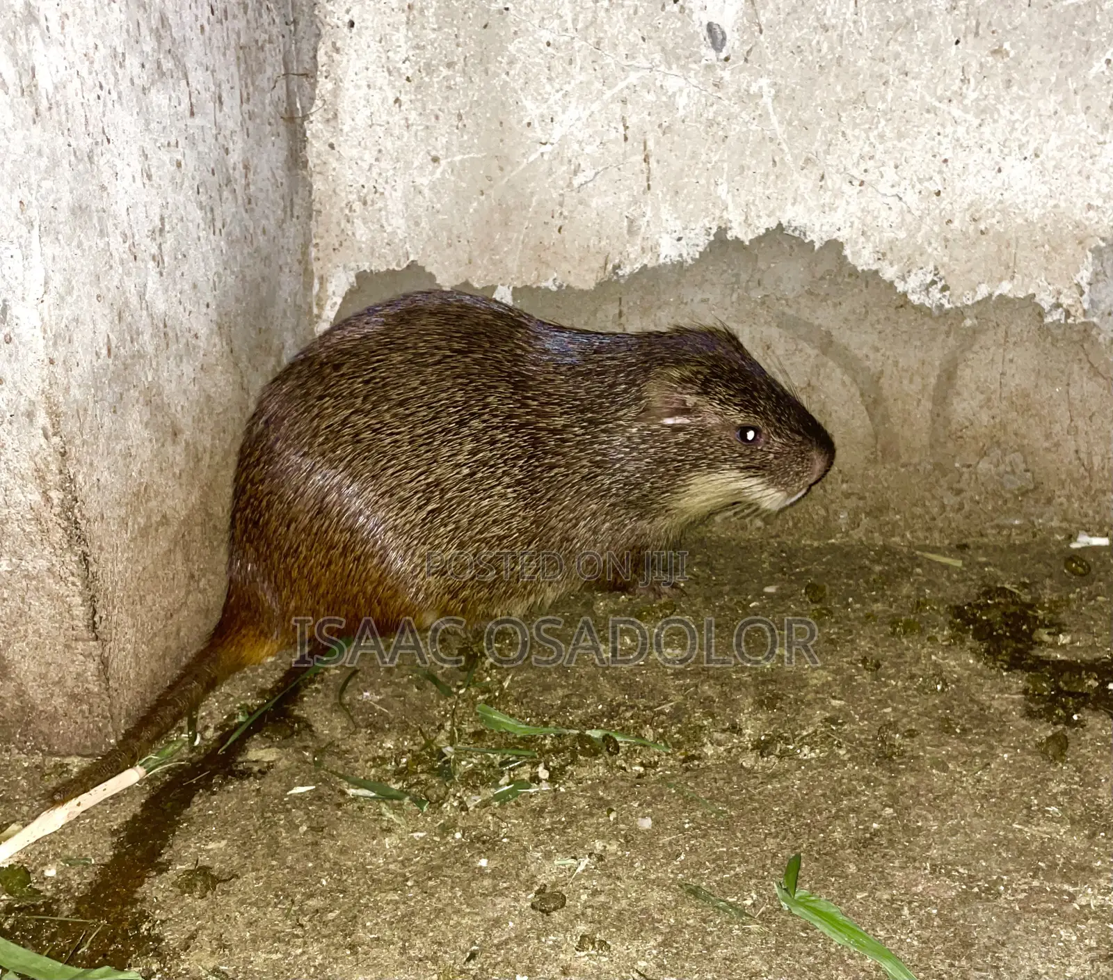 Grasscutter Colony .
