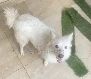 1+ year Male Purebred American Eskimo