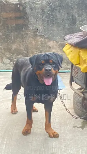 1+ year Male Purebred Rottweiler