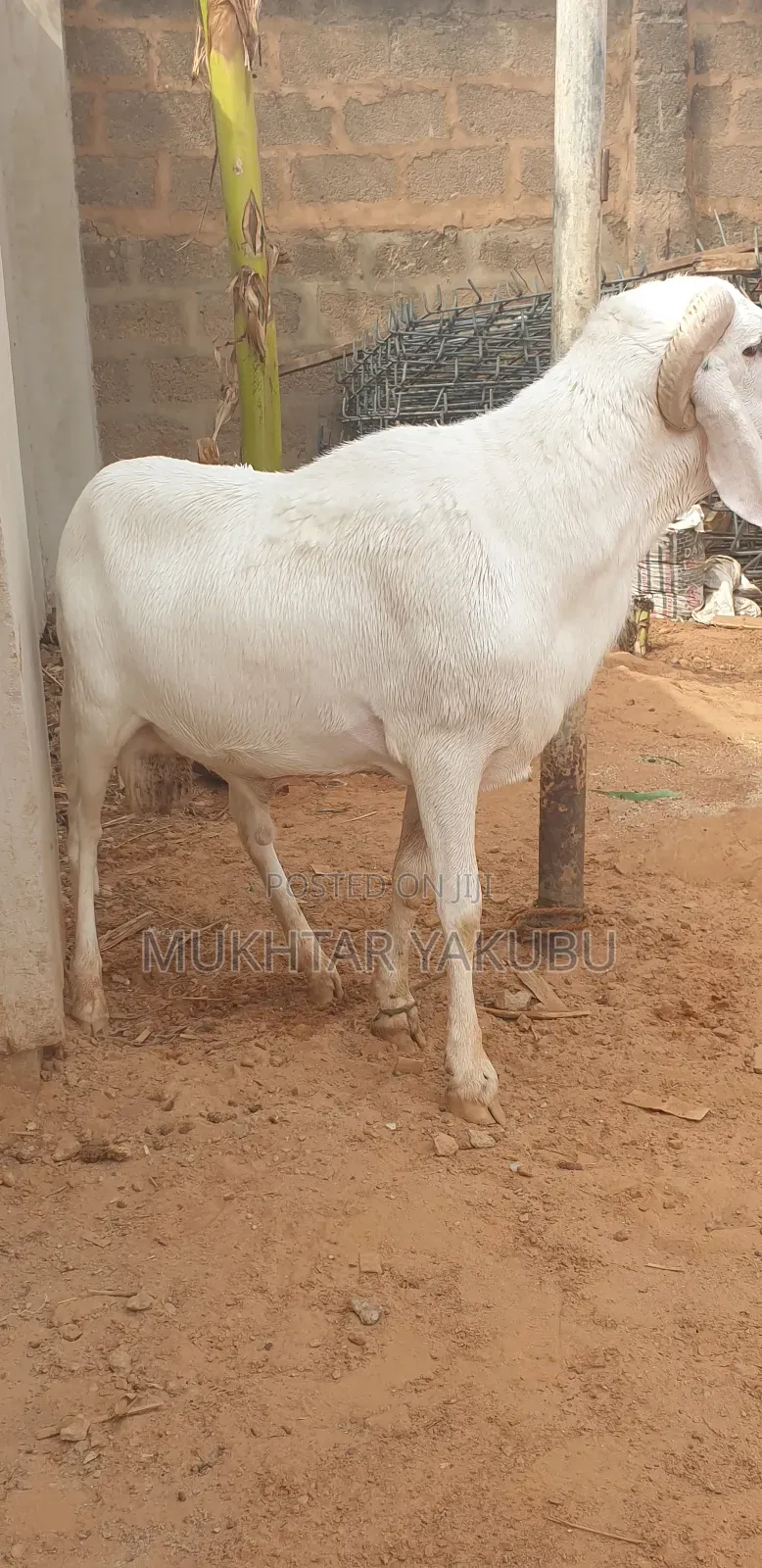 Big Healthy White Ram   